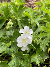 Attēlu rezultāti vaicājumam “Geranium pratense leaf”