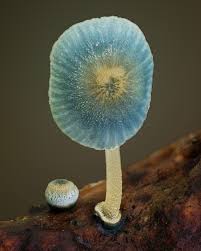 Attēlu rezultāti vaicājumam “Lycogala epidendrum s.str. young”