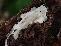 Attēlu rezultāti vaicājumam “Trichia sp.”