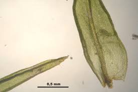 Attēlu rezultāti vaicājumam “Orthotrichum patens”