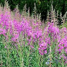 Attēlu rezultāti vaicājumam “Epilobium angustifolium bud”