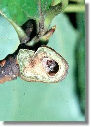 Attēlu rezultāti vaicājumam “Pemphigus borealis”