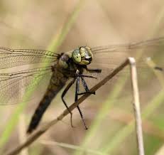 Attēlu rezultāti vaicājumam “Orthetrum cancellatum”
