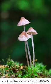 Attēlu rezultāti vaicājumam “Mycena filopes”