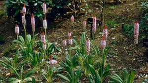 Attēlu rezultāti vaicājumam “Primulaceae”