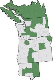 Attēlu rezultāti vaicājumam “Sparganium minimum fruit”