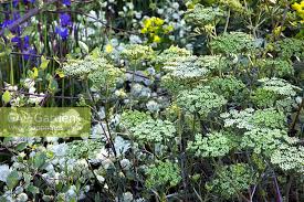 Attēlu rezultāti vaicājumam “Cenolophium denudatum leaf”