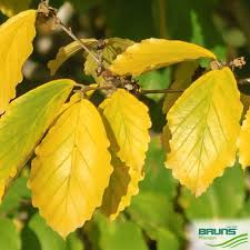 Attēlu rezultāti vaicājumam “Hamamelis japonica”