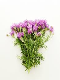 Attēlu rezultāti vaicājumam “Astragalus danicus leaf”