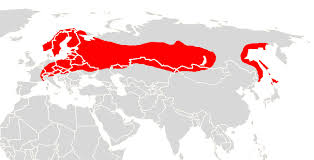 Attēlu rezultāti vaicājumam “Eptesicus nilssonii”