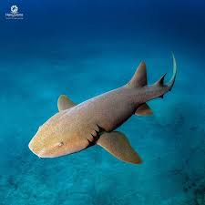 Image result for Ginglymostoma cirratum