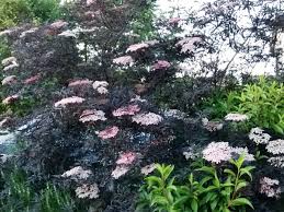 Attēlu rezultāti vaicājumam “Sambucus nigra flower”