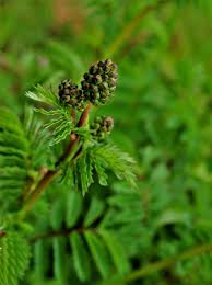 Attēlu rezultāti vaicājumam “Poterium sanguisorba”