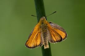 Attēlu rezultāti vaicājumam “Thymelicus sylvestris underside”