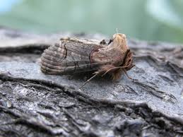 Attēlu rezultāti vaicājumam “Abrostola triplasia”