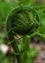 Attēlu rezultāti vaicājumam “Pseudotaxiphyllum elegans macro”
