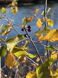 Attēlu rezultāti vaicājumam “Frangula alnus”