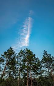 Attēlu rezultāti vaicājumam “Cirrus fibratus”