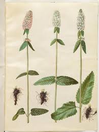 Attēlu rezultāti vaicājumam “Stachys officinalis leaf”