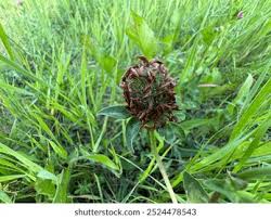 Attēlu rezultāti vaicājumam “Trifolium medium flower”