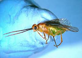 Attēlu rezultāti vaicājumam “Pontania proxima”