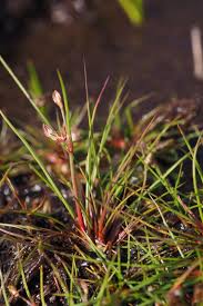 Attēlu rezultāti vaicājumam “Juncus bulbosus”