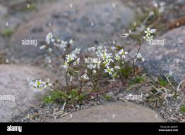 Attēlu rezultāti vaicājumam “Erophila verna flower”
