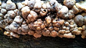 Attēlu rezultāti vaicājumam “Hemitrichia sordivesiculosa”