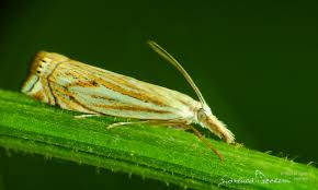 Attēlu rezultāti vaicājumam “Crambus lathoniellus”