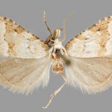 Attēlu rezultāti vaicājumam “Nola aerugula”