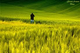 Image result for beleza roubada