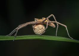 Attēlu rezultāti vaicājumam “Pisauridae”