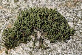 Attēlu rezultāti vaicājumam “Hedwigia ciliata sporophyte”