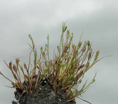 Attēlu rezultāti vaicājumam “Juncus bufonius”