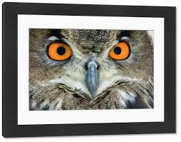 Attēlu rezultāti vaicājumam “Bubo bubo adult”