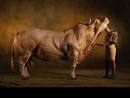 Gigantic Belgian Monster Cows - DivineCaroline