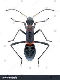 Attēlu rezultāti vaicājumam “Alydus calcaratus”