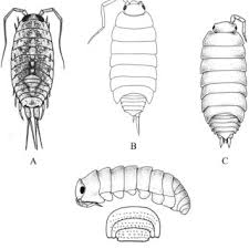 Attēlu rezultāti vaicājumam “Oniscoidea”