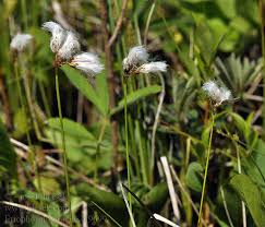 Attēlu rezultāti vaicājumam “Eriophorum gracile fruit”