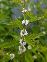 Attēlu rezultāti vaicājumam “Lycopus europaeus”