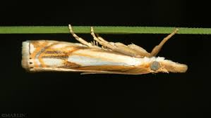 Attēlu rezultāti vaicājumam “Pyralididae”