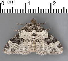 Attēlu rezultāti vaicājumam “Xanthorhoe fluctuata”