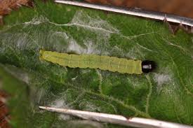 Attēlu rezultāti vaicājumam “Agonopterix ciliella”