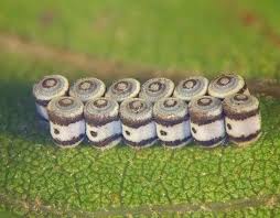 Attēlu rezultāti vaicājumam “Pentatomidae eggs”