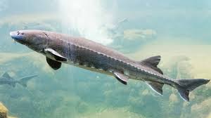 Image result for Acipenser transmontanus