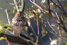 Image result for Zoothera dauma