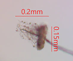 Attēlu rezultāti vaicājumam “Paradiacheopsis rigida stalked”