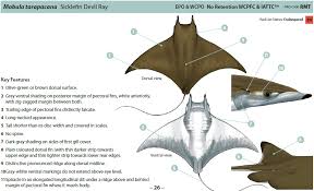 Image result for Mobula tarapacana