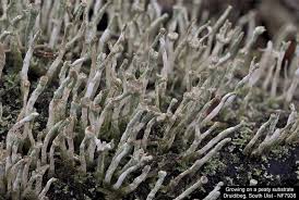 Attēlu rezultāti vaicājumam “Cladonia ochrochlora”
