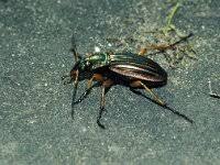 Attēlu rezultāti vaicājumam “Carabus cancellatus”